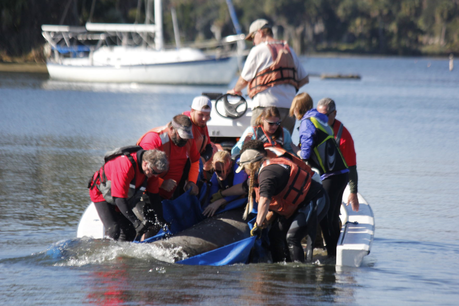 Manatee release at December 2018 health checkup